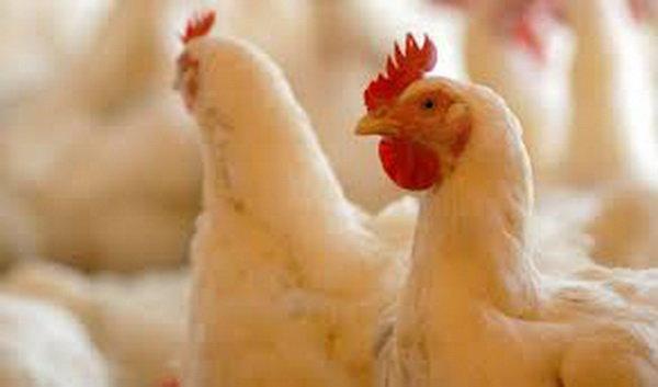 45 واحد پرورش مرغ گوشتی کهگیلویه و بویراحمد راکد است