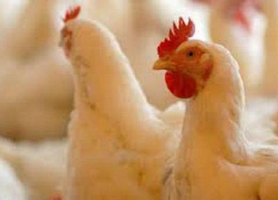 45 واحد پرورش مرغ گوشتی کهگیلویه و بویراحمد راکد است