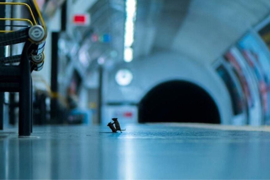 عکس سال حیات وحش: جنگ موش ها در متروی لندن