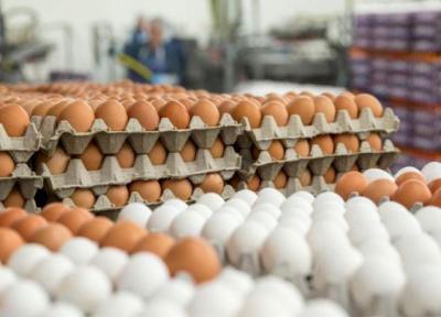 صادرات 60 هزار تن تخم مرغ در نیمه اول سال