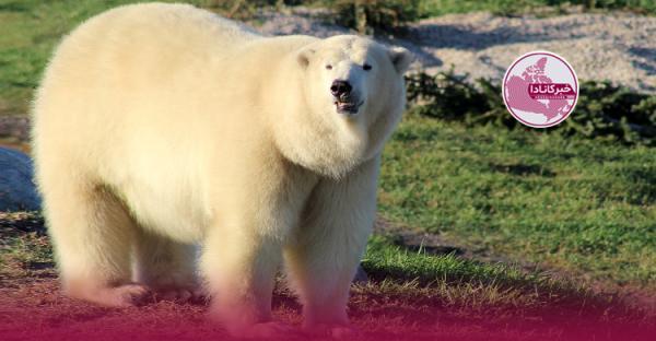 خرس قطبی باغ وحش Assiniboine Park زیرعمل جراحی مرد!