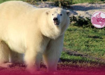 خرس قطبی باغ وحش Assiniboine Park زیرعمل جراحی مرد!