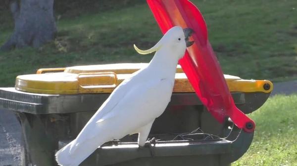 ببینید ، حمله طوطی های سیدنی به سطل های زباله ، شهروندان و پرنده ها درگیر شدند (تور ارزان استرالیا)
