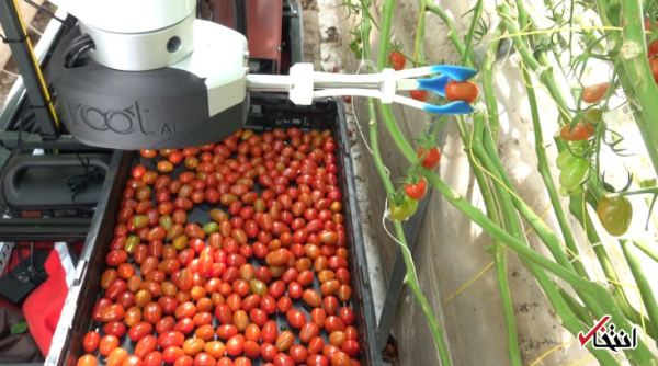ربات ویژه برداشت گوجه فرنگی معرفی گردید ، تشخیص محصولات رسیده با سرعتی باورنکردنی
