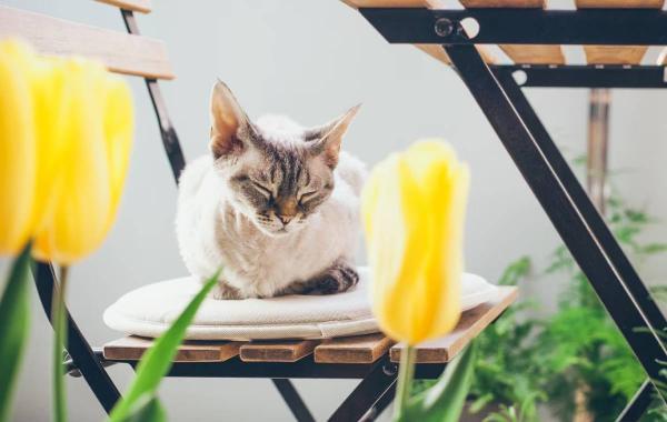 گیاهان بی خطر برای حیوانات خانگی