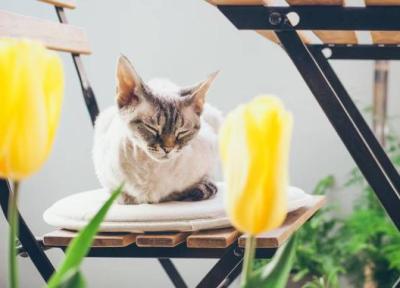 گیاهان بی خطر برای حیوانات خانگی